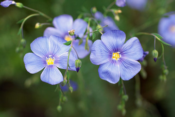 Blue flax flower
