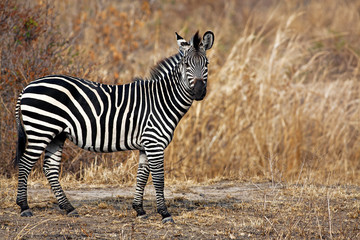 African Zebra
