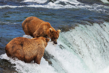 Bear on Alaska