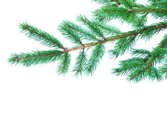 fir tree branches