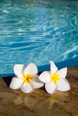 Fototapeta na wymiar flowers Plumeria on pool