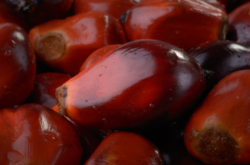 Palmnuss Nahaufnahme