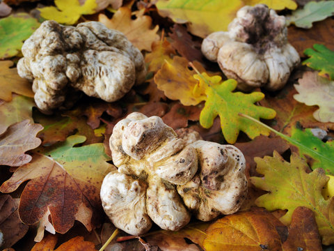white truffles (tuber magnatum)