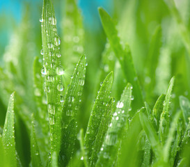 Green grass with dew drops