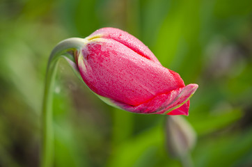 dewy tulip in spring garden