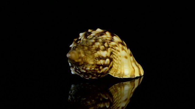 Rotating shell
