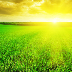 Obraz na płótnie Canvas beautiful sunrise over a wheat field