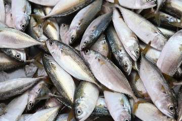 Fresh tuna fish in market