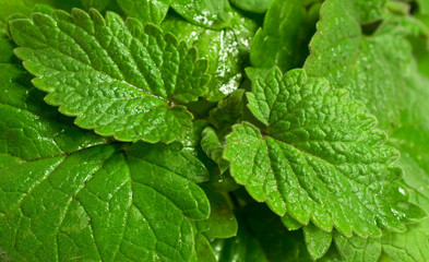 background with fresh mint