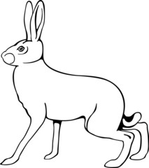 European hare