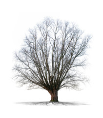 Obraz premium Drzewo bez liści na białym tle