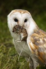 Obraz premium Barn Owl (Tyto alba) with a field mouse - England