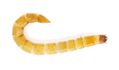 Naklejka premium Click beetle larva isolated on white background, macro photo