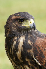 Harris hawk portrait