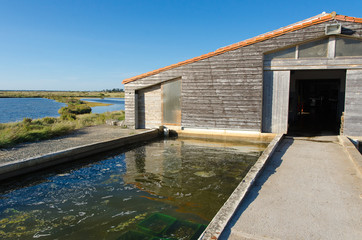 Ostr&eacute;iculture