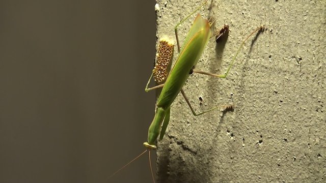 Hunting Praying mantis at night