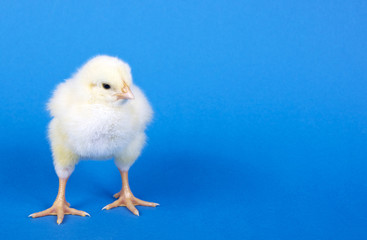 Küken auf blauem Hintergrund