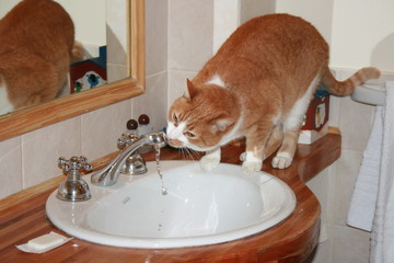 Cat drinking fresh water