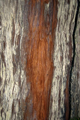A giant redwood Tree on the Coast of California USA