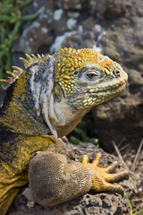 Galapagos Land Iguana  - Galapagos Islands