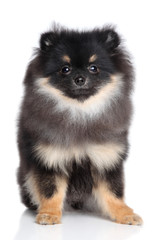 Spitz puppy sits on a white background