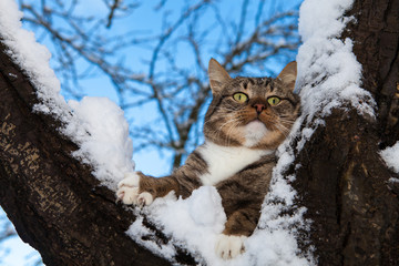 Surprised cat