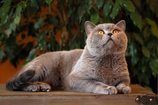 Karth&auml;user Kater