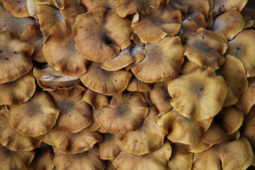 Group of mushrooms