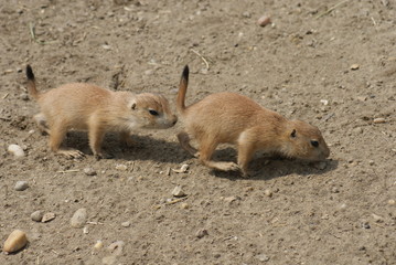 Black-tailed Prairie Marmot - Cynomys ludovicianus
