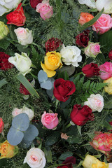 Multicolored roses