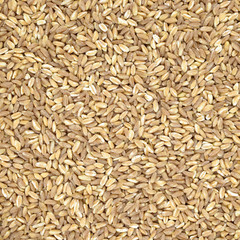 Spelt organic wheat raw cereal close up texture or background