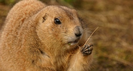 Black-tailed Prairie Marmot - Cynomys ludovicianus