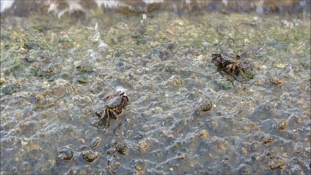 Crabs at the sea - Krebse am Meer
