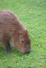 Capybara - Hydrochoerus hydrochaeris