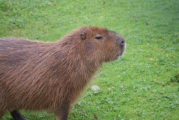 Capybara - Hydrochoerus hydrochaeris