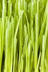 Fresh Green Organic Wheat Grass