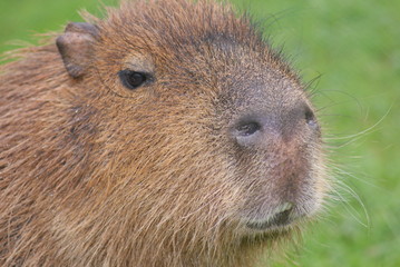 Capybara - Hydrochoerus hydrochaeris