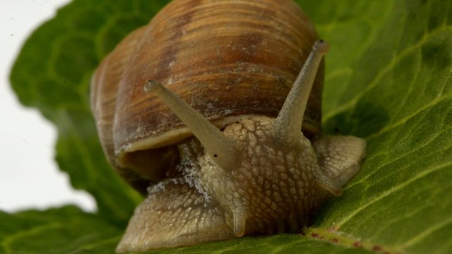 snail