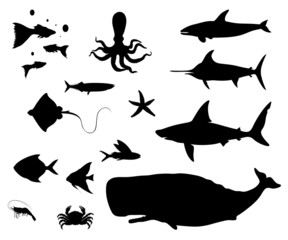 Plaquette de poissons divers © Studro Design