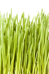 Fototapeta na wymiar Fresh Green Organic trawy pszenicy