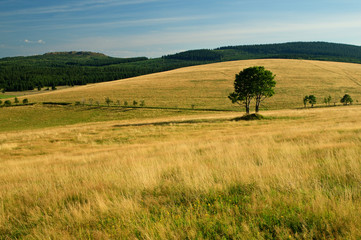Fototapeta premium Mountain meadow