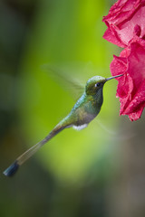 Booted Racket-tail Hummingbird - Ecuador