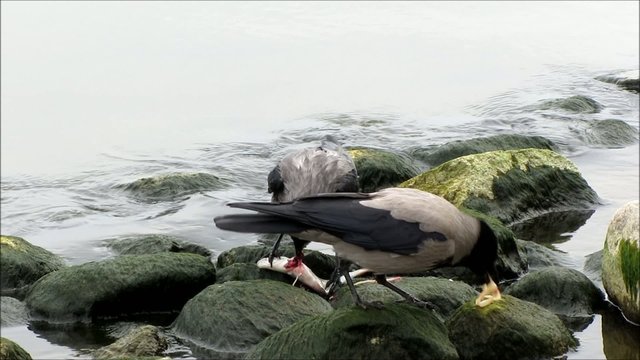 Birds eating fish at the seaside - Fisch fressende Vögel