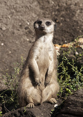 Fototapeta premium Suricate is watch over