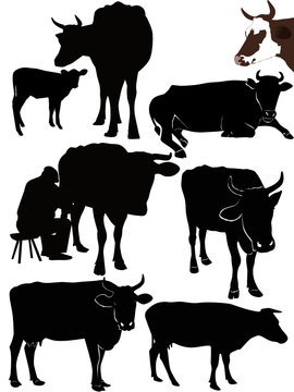 Cow a calf animals it is isolated