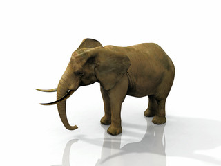 Fototapeta na wymiar Słoń afrykański na białym tle