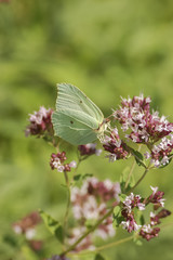 Zitronenfalter (Gonepteryx rhamni), Weibchen