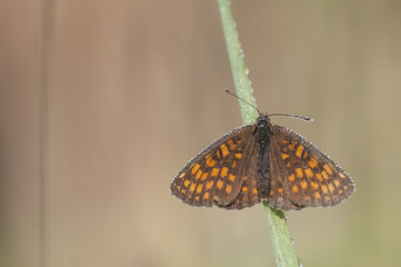 Wachtelweizen-Scheckenfalter (Melitaea athalia)