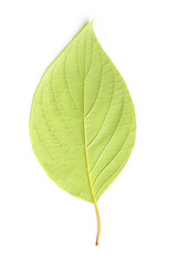 Obraz premium Single leaf