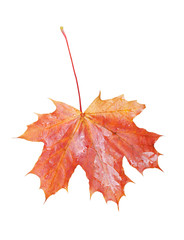 Single leaf